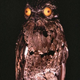Illustration for article titled This Freaky Bird Looks Like a Cartoon Character